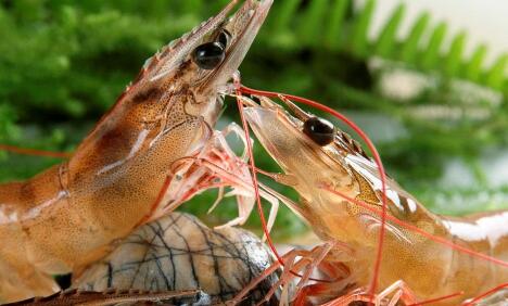 南美白對蝦養(yǎng)殖五個要點，助你成功率翻倍