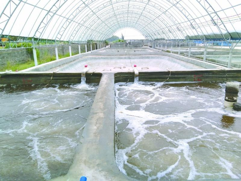 養(yǎng)蝦先養(yǎng)水！養(yǎng)水的關(guān)鍵核心原來是它！