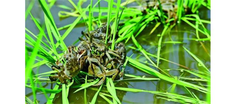 春季蟹塘管理要注意這些事項