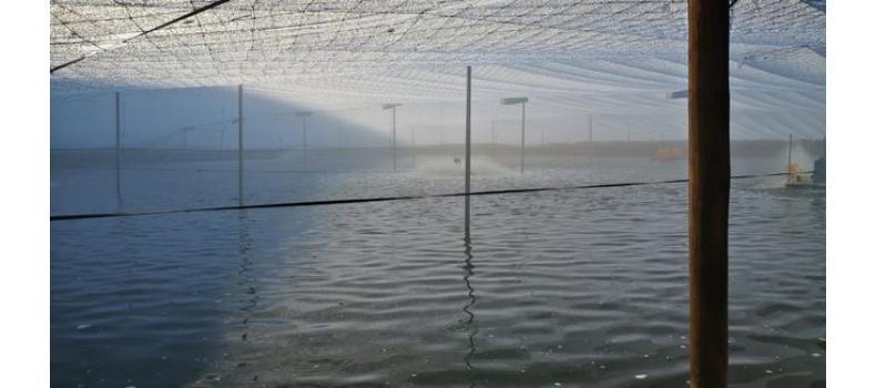 春季倒藻問題如何解決？