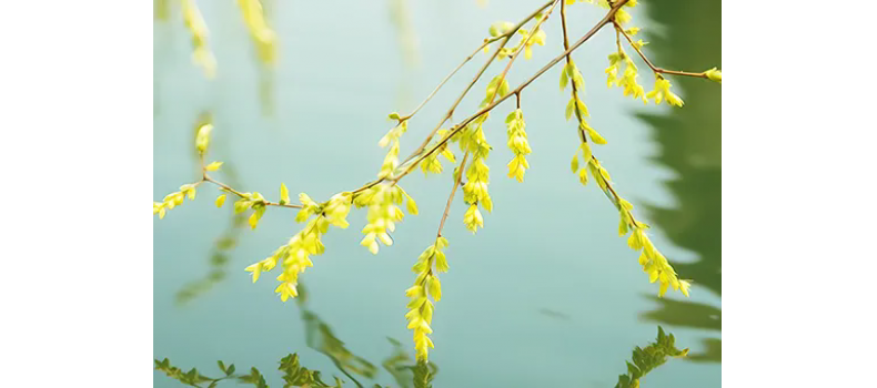 消毒和解毒如何區(qū)分？消毒劑殘留毒素怎么解？