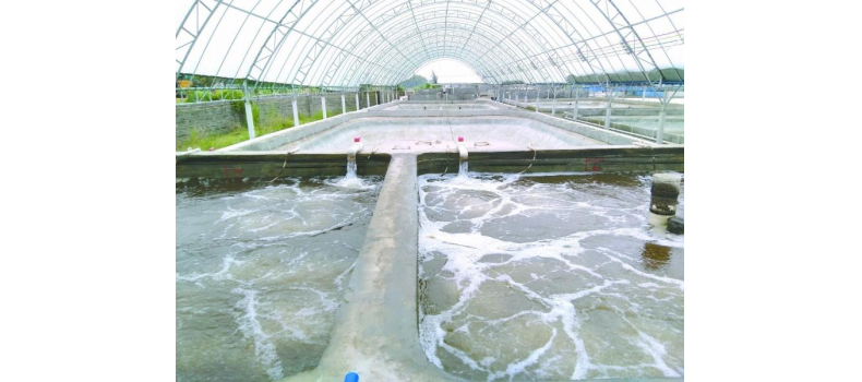 養(yǎng)蝦先養(yǎng)水！養(yǎng)水的關(guān)鍵核心原來是它！