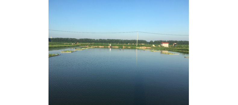 氨氮過高有哪些危害？該如何處理？